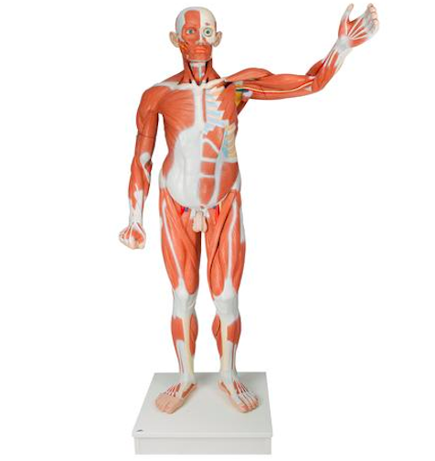 37 Part Life size Male Muscular Figure Model
